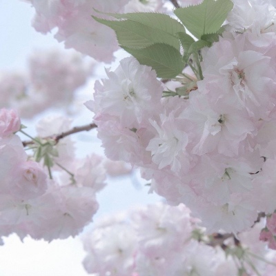 子洲FurryQQ群介绍